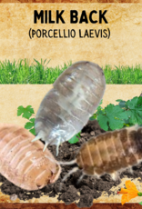 RHONDA'S AVIARY LIVE- ISOPODS- MILK BACK- (Porcellionides Laevis) 10 CT