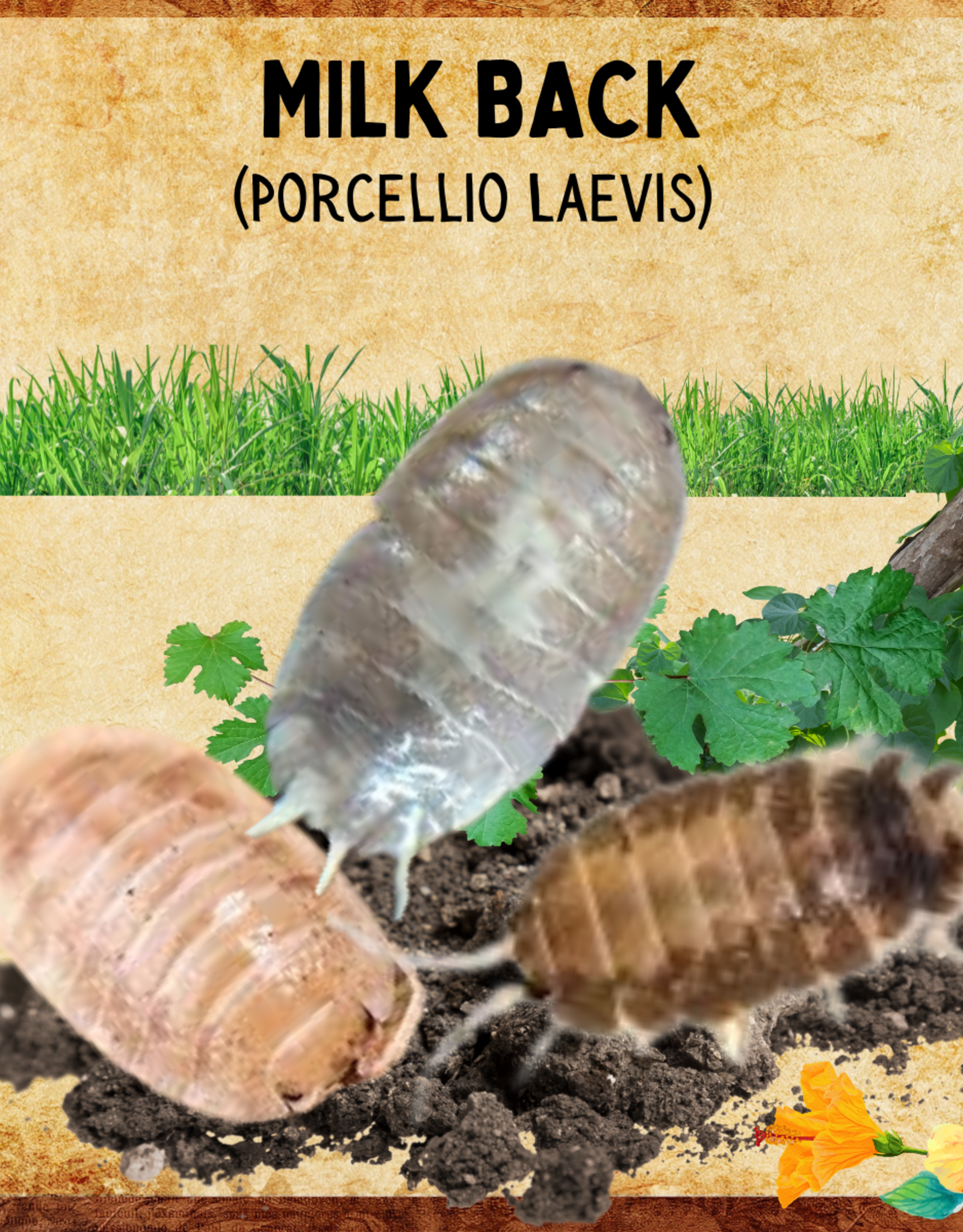 RHONDA'S AVIARY LIVE- ISOPODS- MILK BACK- (Porcellionides Laevis) 10 CT
