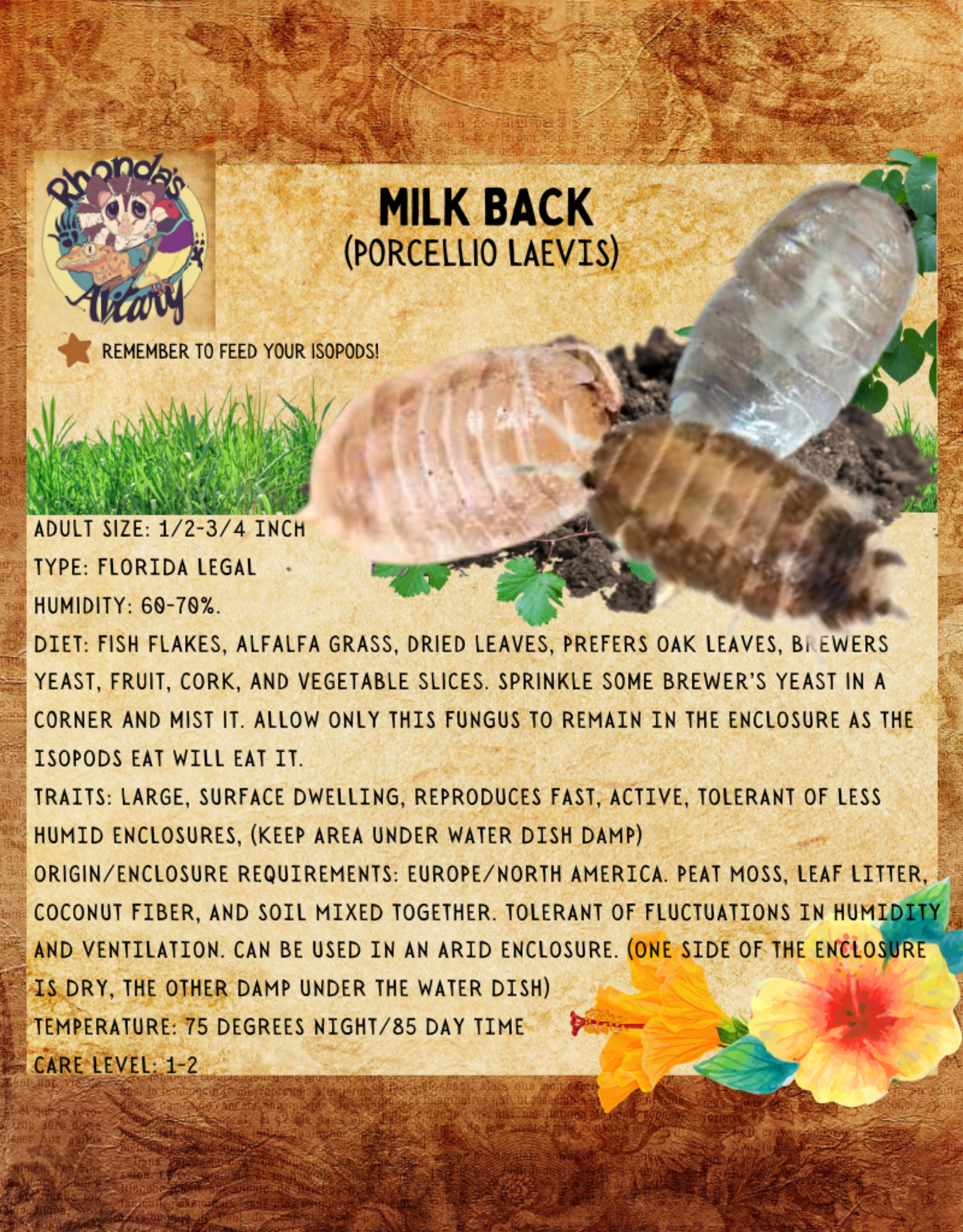 RHONDA'S AVIARY LIVE- ISOPODS- MILK BACK- (Porcellionides Laevis) 10 CT