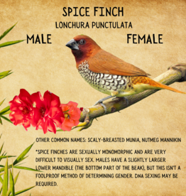 CAGE#2- SPICE FINCH #1- HATCH- 06-01-23