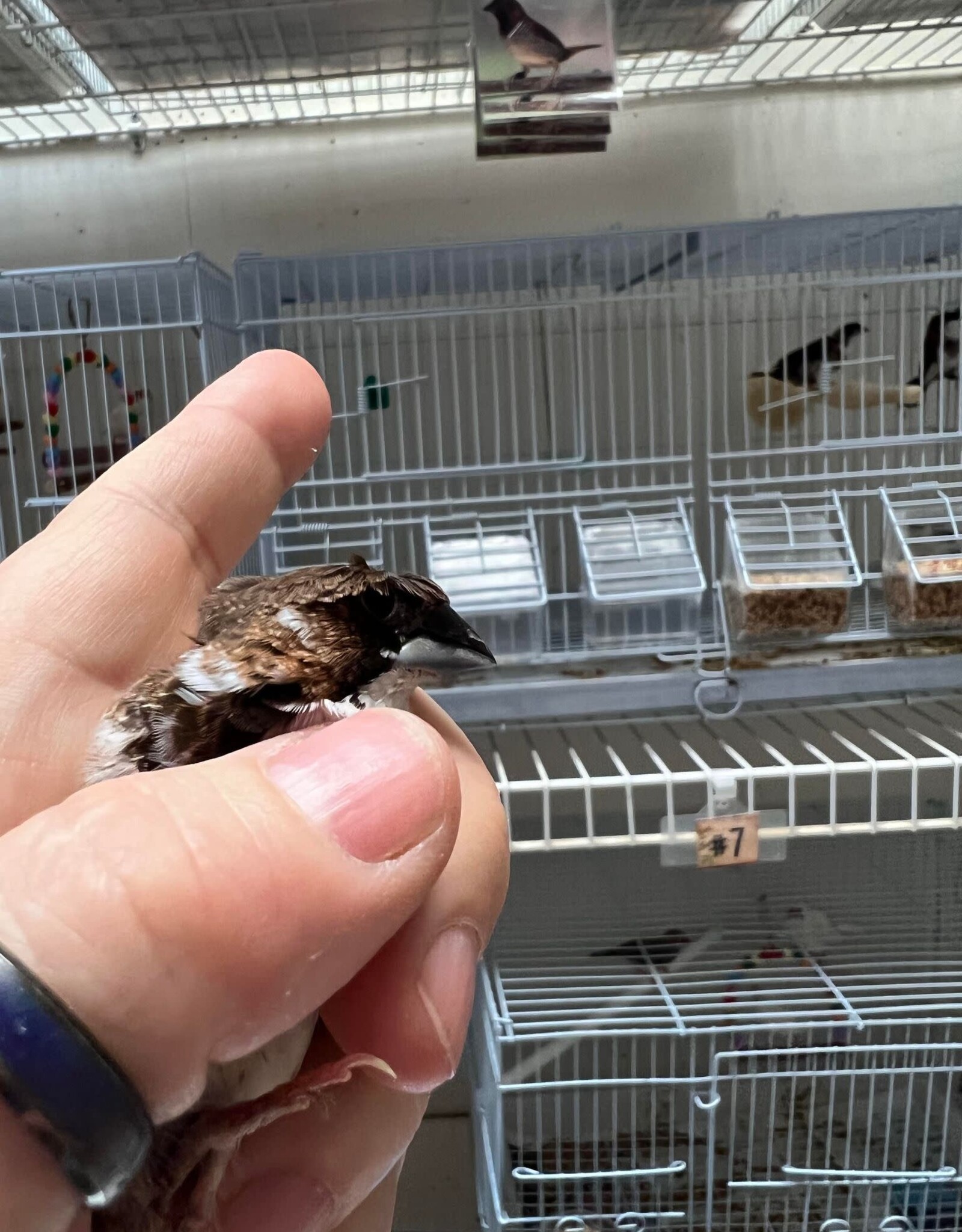 CAGE#7- FINCH-SOCIETY #6- CRESTED- LONCHURA DOMESTICA- HATCH- 2023