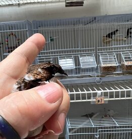CAGE#7- FINCH-SOCIETY #6- CRESTED- LONCHURA DOMESTICA- HATCH- 2023