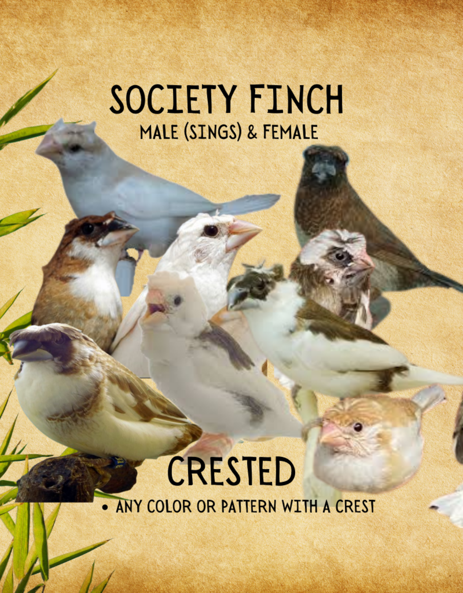 CAGE#7- FINCH-SOCIETY #8- CRESTED- LONCHURA DOMESTICA- HATCH- 2023
