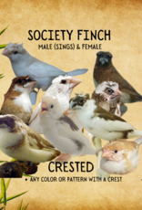 CAGE#7- FINCH-SOCIETY #2- CRESTED- LONCHURA DOMESTICA-	HATCH- 2023