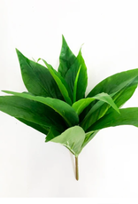 TERRARIUM PLANT- 10X10X10- DIEFFENBACHIA- VARIGATED- GREEN