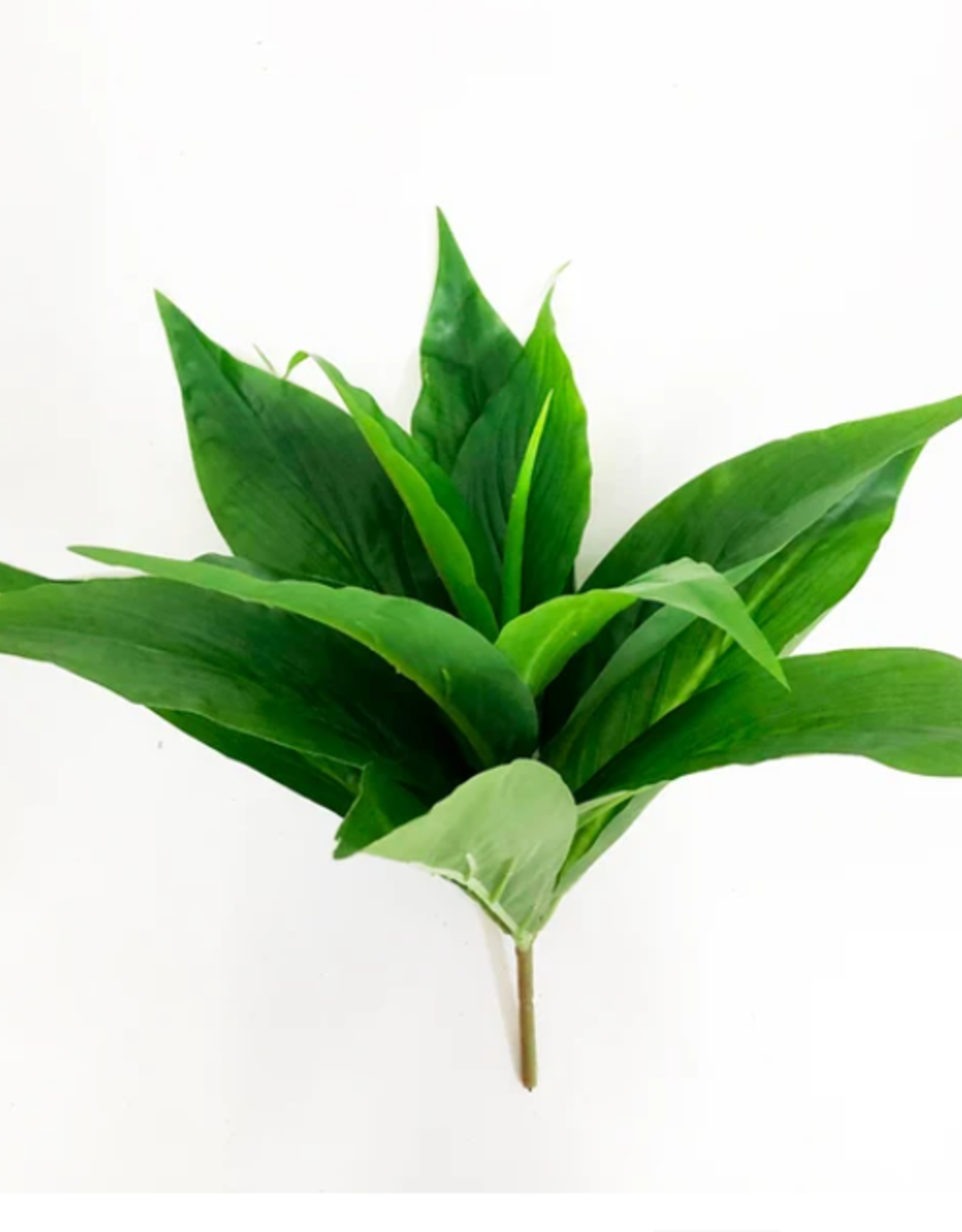 TERRARIUM PLANT- 10X10X10- DIEFFENBACHIA- VARIGATED- GREEN