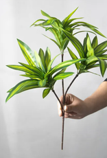 TERRARIUM PLANT- 10X10X10- DRACAENA- CORN PLANT- VARIOUS COLORS