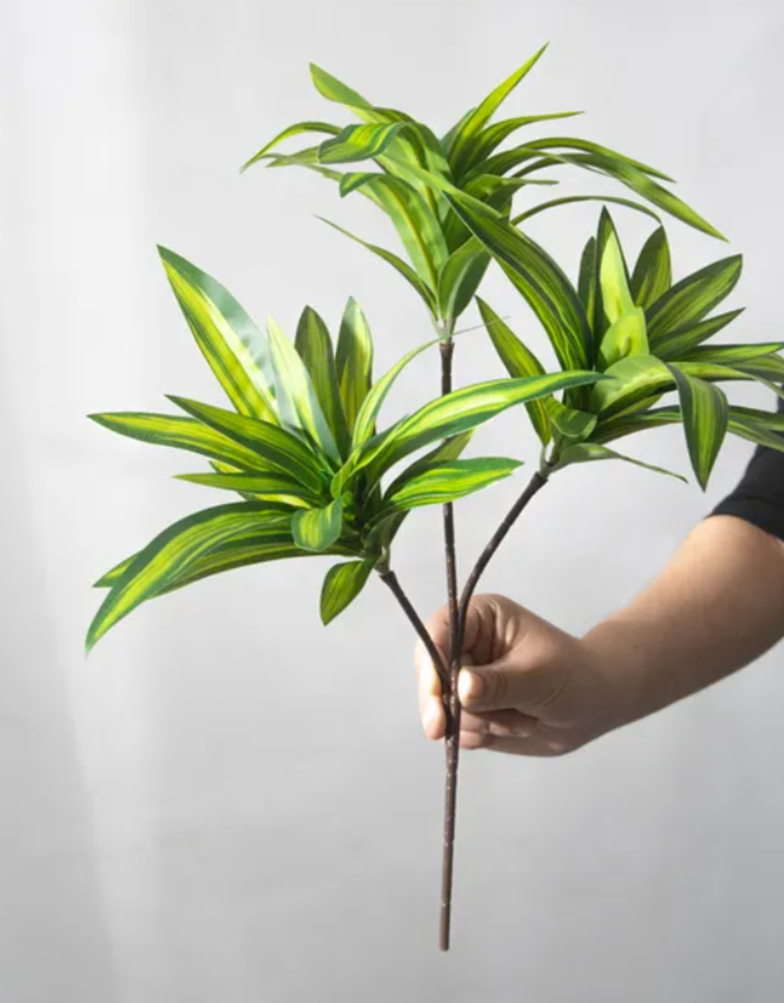 TERRARIUM PLANT- 10X10X10- DRACAENA- CORN PLANT- VARIOUS COLORS