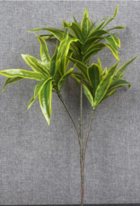 TERRARIUM PLANT- 10X10X10- DRACAENA- CORN PLANT- VARIOUS COLORS