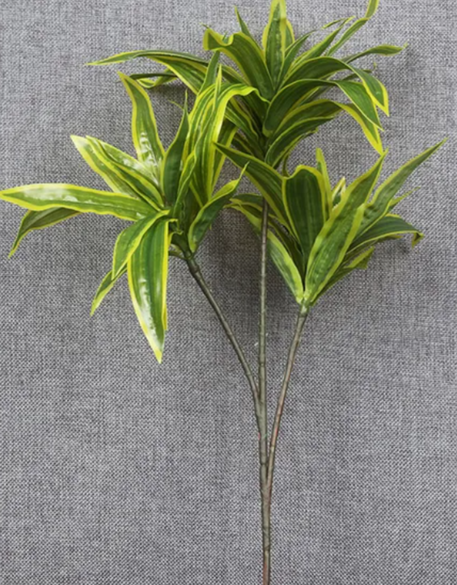 TERRARIUM PLANT- 10X10X10- DRACAENA- CORN PLANT- VARIOUS COLORS