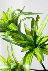 TERRARIUM PLANT- 10X10X10- DRACAENA- CORN PLANT- VARIOUS COLORS