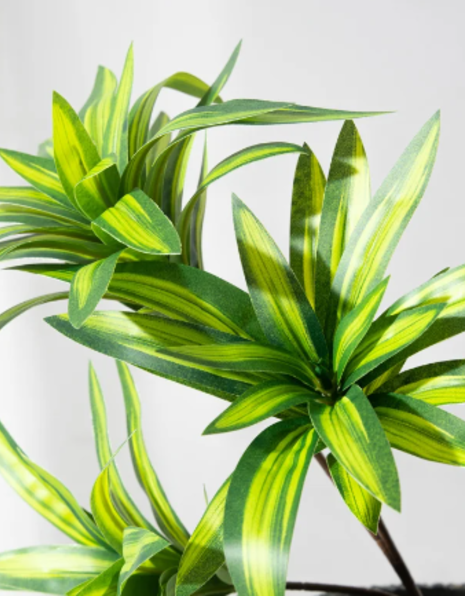 TERRARIUM PLANT- 10X10X10- DRACAENA- CORN PLANT- VARIOUS COLORS