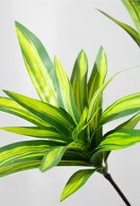 TERRARIUM PLANT- 10X10X10- DRACAENA- CORN PLANT- VARIOUS COLORS