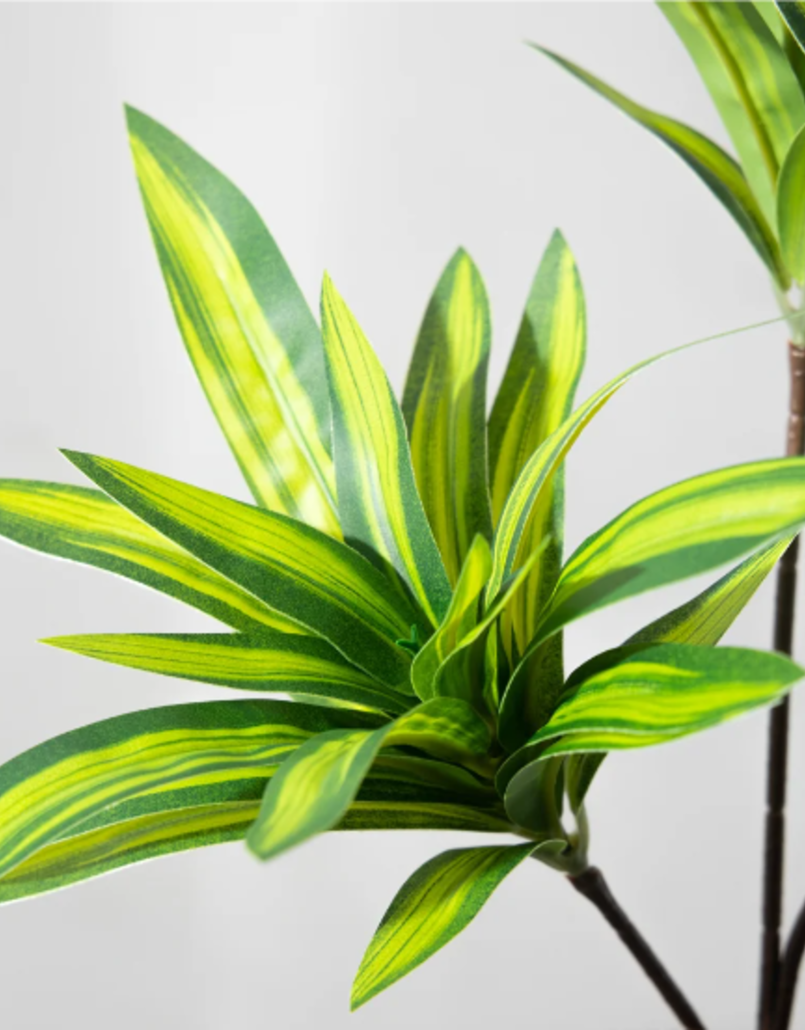 TERRARIUM PLANT- 10X10X10- DRACAENA- CORN PLANT- VARIOUS COLORS