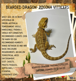 CB Pogona vitticeps Bearded Dragon