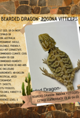BEARDED DRAGON #1- Pogona vitticeps- CITRUS LEATHERBACK- CB 11-14-23