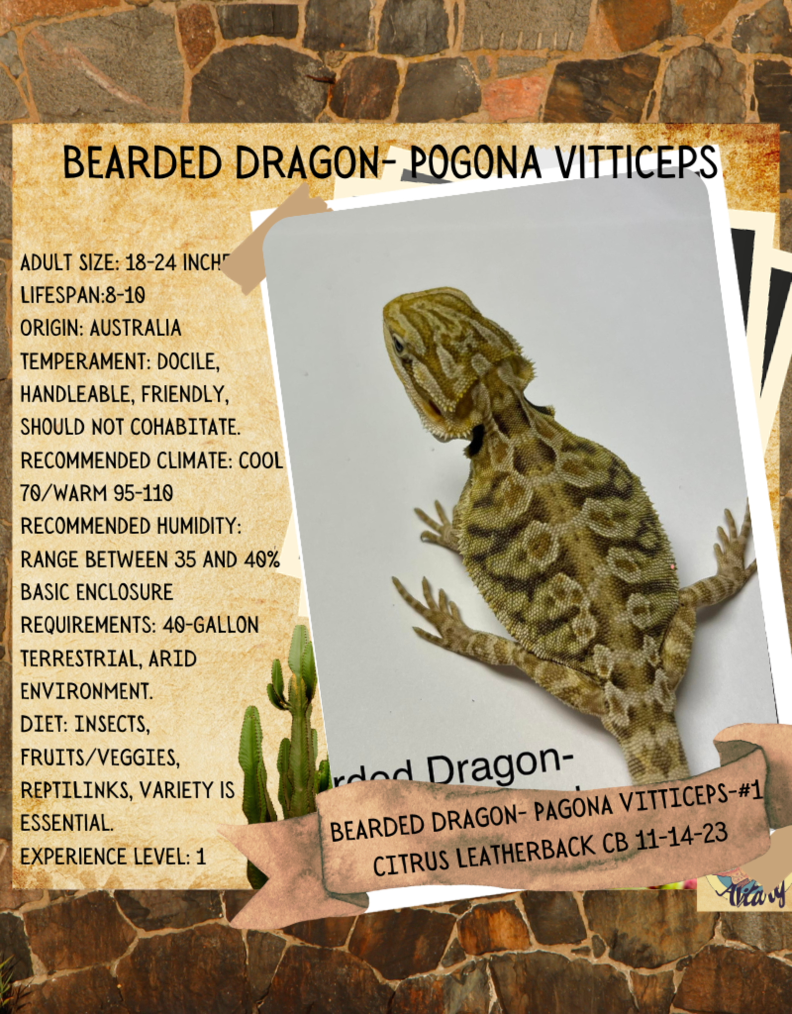 BEARDED DRAGON #1- Pogona vitticeps- CITRUS LEATHERBACK- CB 11-14-23