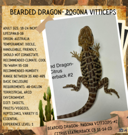 CB Pogona vitticeps Bearded Dragon