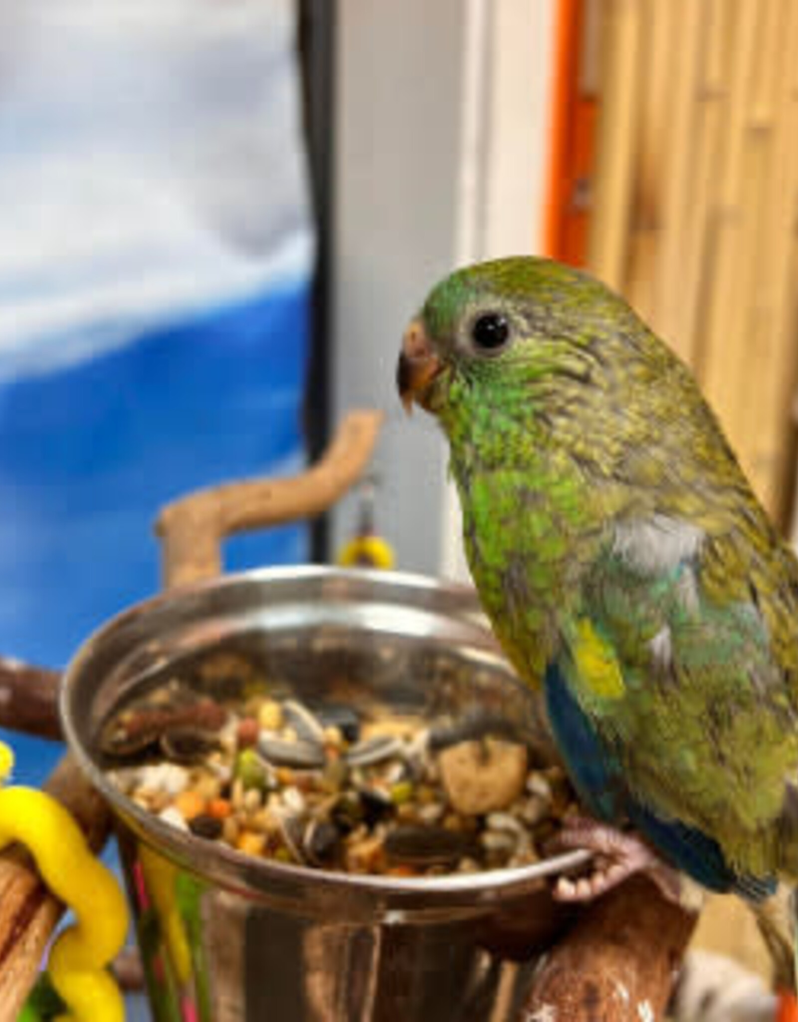 PARAKEET- RED RUMPED- NORMAL- HATCH 10-12-23- CAGE#8* MALE