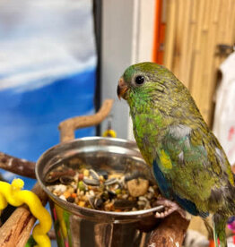 PARAKEET- RED RUMPED- NORMAL- HATCH 10-12-23- CAGE#8* MALE