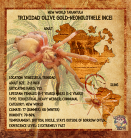 TARANTULA- TRINIDAD OLIVE/GOLD#9- NEOHOLOTHELE INCEI-  DWARF *GOLD VARIETY- CB- 10-01-22 HATCH