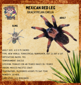 TARANTULA- MEXICAN RED LEG #1- BRACHYPELMA EMILIA- 3 INCH- 12-05-23