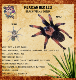 TARANTULA- MEXICAN RED LEG#1- BRACHYPELMA EMILIA- 1/2 INCH- 12-05-23