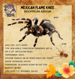 TARANTULA- Mexican Flame Knee #1-Brachypelma auratum-.5 INCH SLING-	CB-	12-05-23