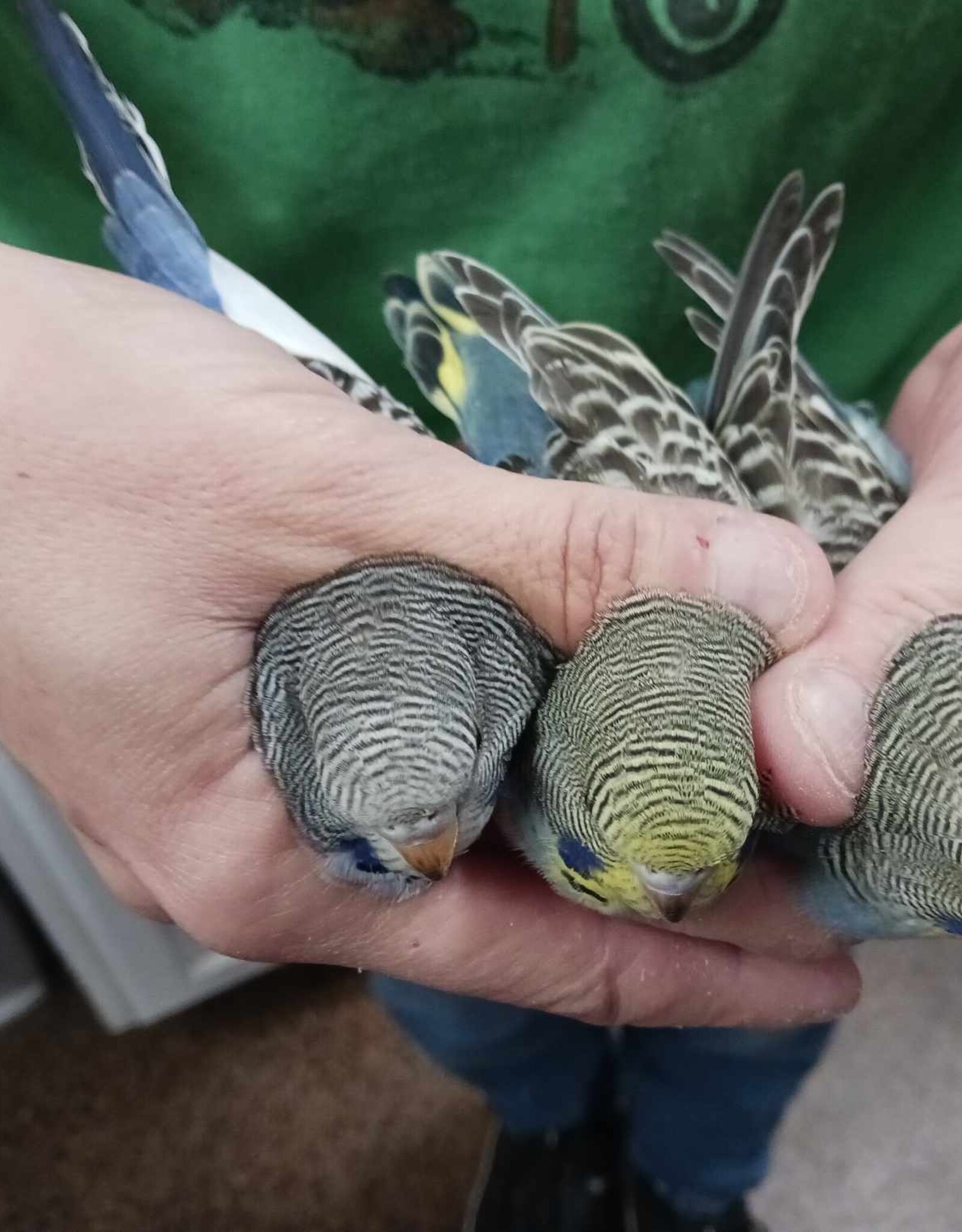 PARAKEET- ENGLISH X AMERICAN- YELLOW-FACE- BLUE-*REMOVE BAND- HATCH- 11-03-23- CAGE#21 (ON THE RIGHT) )