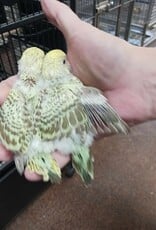 PARAKEET- ENGLISH- GREEN CINNAMON- OPALINE- HATCH- 11-20-23- CAGE #23 (ON THE RIGHT SIDE WITH THE GREEN TAIL))