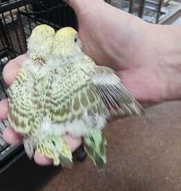 PARAKEET- ENGLISH- GREEN CINNAMON- OPALINE- HATCH- 11-25-23- CAGE #23 (ON THE LEFT WITH A YELLOW TAIL)