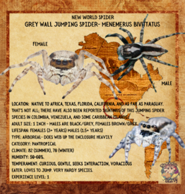JUMPING SPIDER- GREY WALL #4- Menemerus bivittatus ***1/16 INCH*** 10-01-23 *INCLUDES ACRYLIC ENCLOSURE