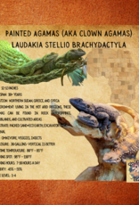 Painted Agamas (aka Clown Agamas)#11-Laudakia stellio brachydactyla 11-12 INCHES- 8-23-22