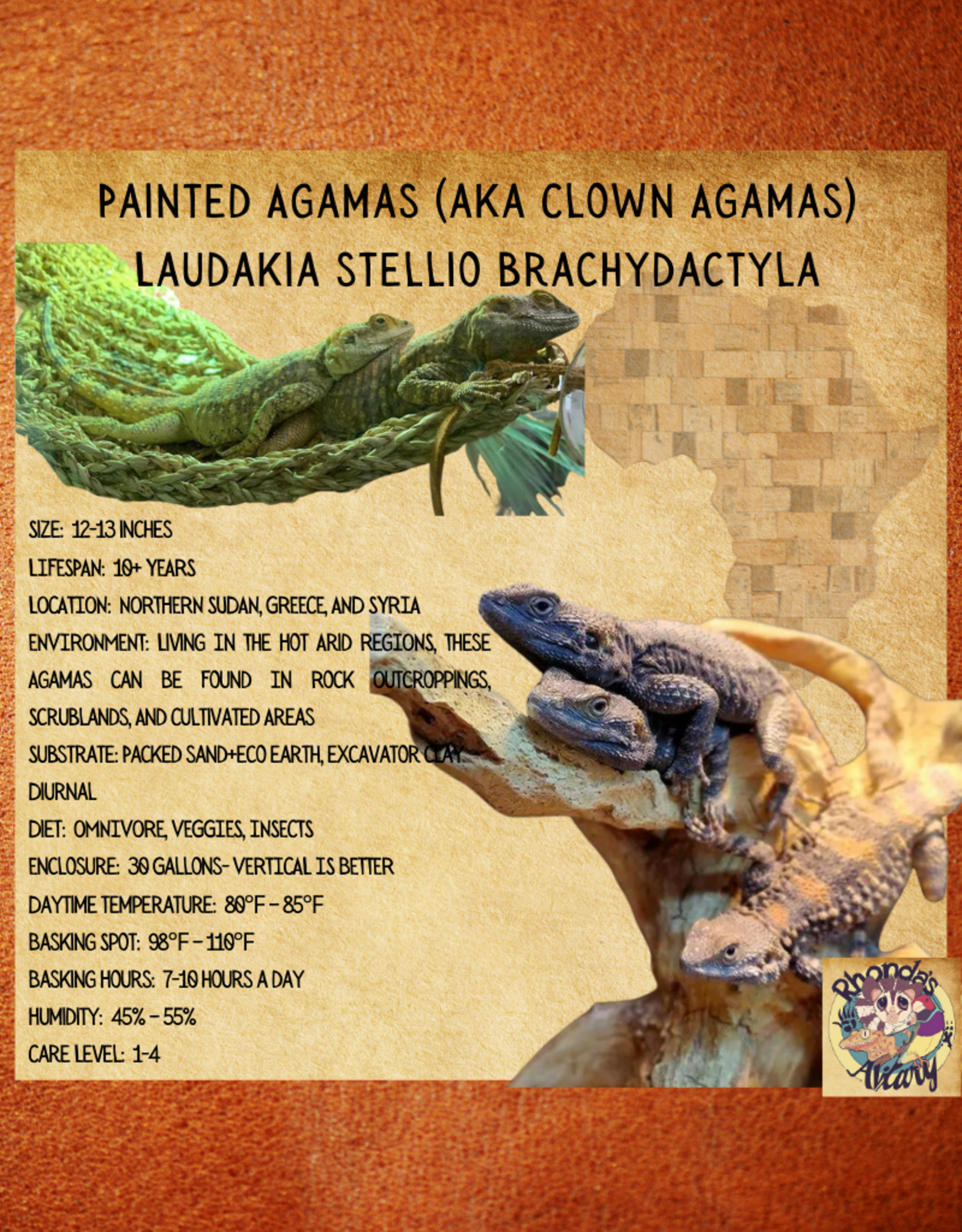 Painted Agamas (aka Clown Agamas)#11-Laudakia stellio brachydactyla 11-12 INCHES- 8-23-22