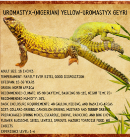 NIGERIAN UROMASTYX- YELLOW-Uromastyx geyri- 20 INCHES- 2023