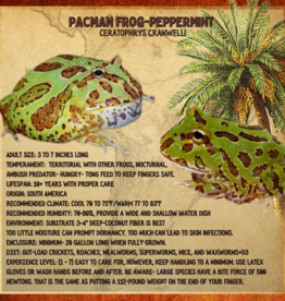 PACMAN FROG- PEPPERMINT- Ceratophrys cranwelli- 1 INCH- CB	2-7-24