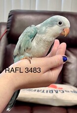 RAFL 3483- BLUE- OPALINE- (ICE BLUE) QUAKER- HATCH- 12-5-23	CAGE #48