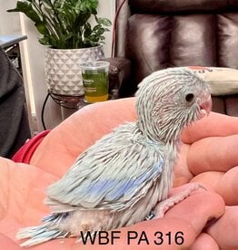 WBF PA 316- PARROTLET- CELESTIAL- AMERICAN WHITE- HATCH 1-01-23- MALE- CAGE#10