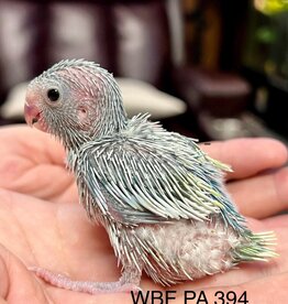 WBF PA 394- PARROTLET- CELESTIAL- GREEN PIED?- HATCH 1-05-24- MALE- CAGE#10