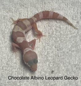 LEOPARD GECKO- CHOCOLATE ALBINO- Eublepharis macularius- CB- 2-20-24
