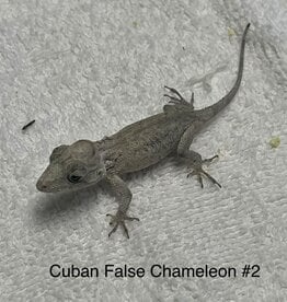 LIZARD- CUBAN FALSE CHAMELEON #2- Chamaeleolis barbatus- CB	 2-20-24