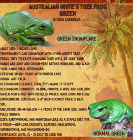 AUSTRALIAN WHITE'S TREE FROG#1- Litoria caerulea  1 TO 1-1/2" SNOWFLAKE- CB 2-20-24