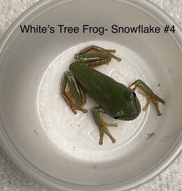 AUSTRALIAN WHITE'S TREE FROG#4- Litoria caerulea  1 TO 1-1/2" SNOWFLAKE- CB 2-20-24