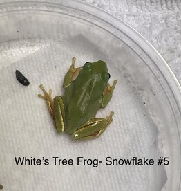 AUSTRALIAN WHITE'S TREE FROG#5- Litoria caerulea  1 TO 1-1/2" SNOWFLAKE- CB 2-20-24