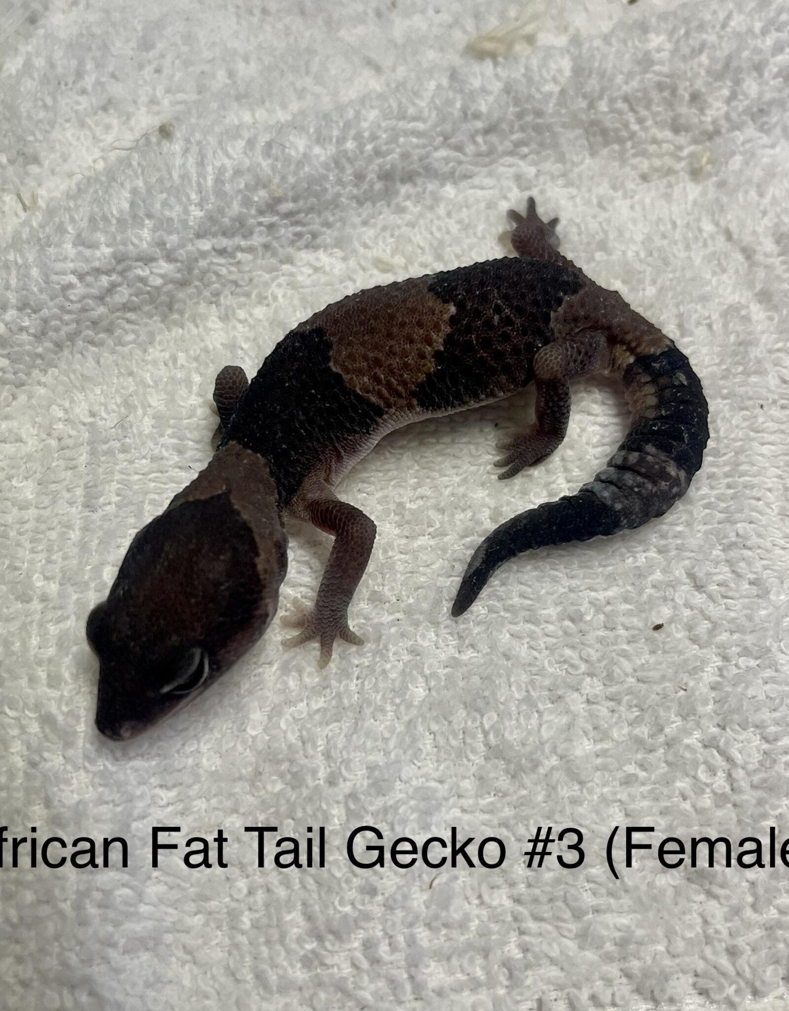 GECKO- AFRICAN FAT TAIL-#3- HEMITHECONYX CAUDICINCTUS 5- 7 INCHES 2-20-24 *FEMALE
