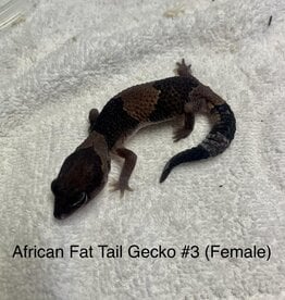 GECKO- AFRICAN FAT TAIL-#3- HEMITHECONYX CAUDICINCTUS 5- 7 INCHES 2-20-24 *FEMALE