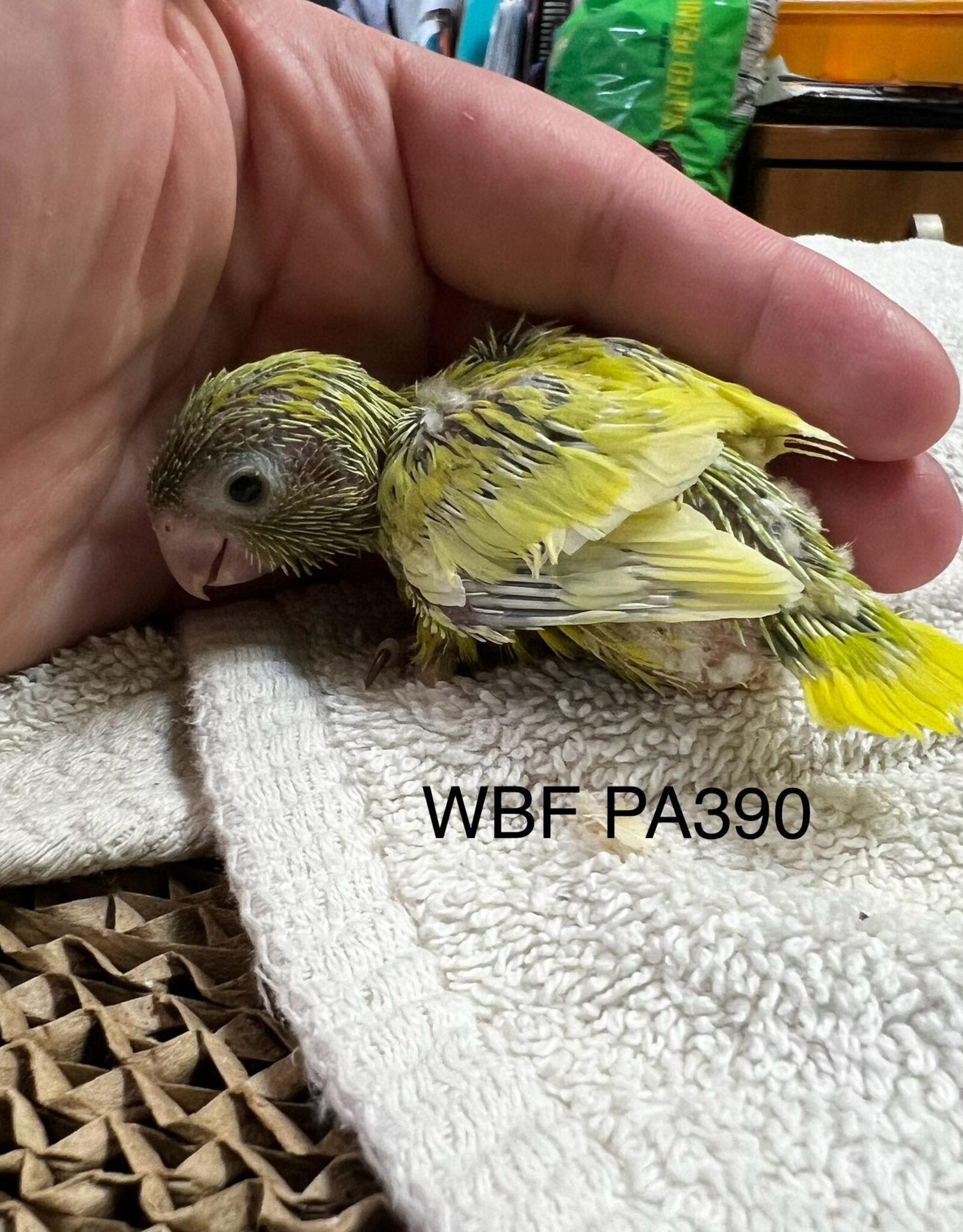 WBF PA 390- PARROTLET- CELESTIAL- YELLOW- HATCH 2-03-24- FEMALE- CAGE#2