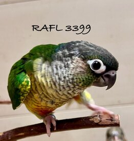 RAFL 3399- GREEN CHEEK- YELLOW SIDE-  HATCH- 1-24-24