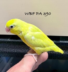 WBF PA 390- PARROTLET- CELESTIAL- YELLOW- HATCH 2-03-24- FEMALE- CAGE#2