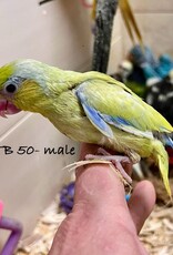 TB 50- PARROTLET- CELESTIAL- YELLOW- HATCH 2-03-24- MALE- CAGE#2